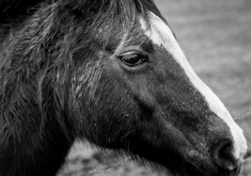 Horse face right profile in B&W